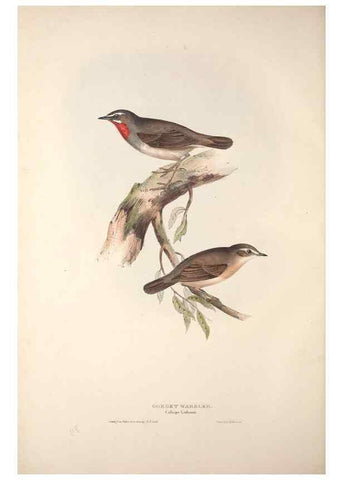 Reproducción/Reproduction 46052441094: The birds of Europe.. London,Printed by R. and J.E. Taylor, pub. by the author,1837.. 