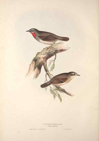 Reproducción/Reproduction 46052441094: The birds of Europe.. London,Printed by R. and J.E. Taylor, pub. by the author,1837.. 