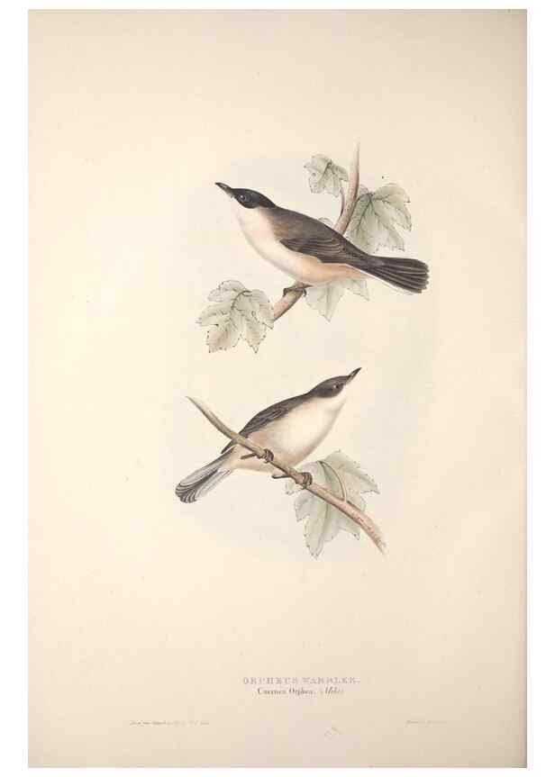 Reproducción/Reproduction 39812218243: The birds of Europe.. London,Printed by R. and J.E. Taylor, pub. by the author,1837.. 