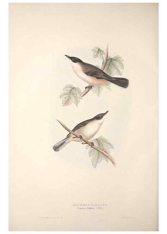 Reproducción/Reproduction 39812218243: The birds of Europe.. London,Printed by R. and J.E. Taylor, pub. by the author,1837.. 