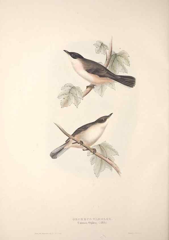 Reproducción/Reproduction 39812218243: The birds of Europe.. London,Printed by R. and J.E. Taylor, pub. by the author,1837.. 