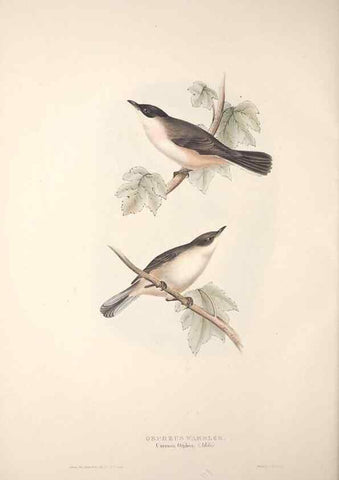 Reproducción/Reproduction 39812218243: The birds of Europe.. London,Printed by R. and J.E. Taylor, pub. by the author,1837.. 