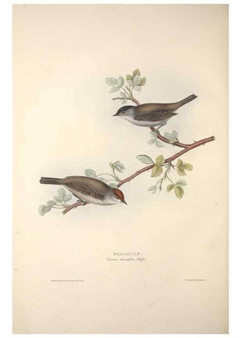 Reproducción/Reproduction 39812219083: The birds of Europe.. London,Printed by R. and J.E. Taylor, pub. by the author,1837.. 