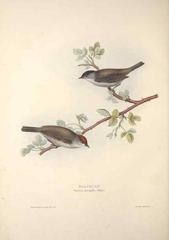 Reproducción/Reproduction 39812219083: The birds of Europe.. London,Printed by R. and J.E. Taylor, pub. by the author,1837.. 