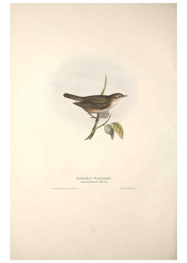 Reproducción/Reproduction 46052447304: The birds of Europe.. London,Printed by R. and J.E. Taylor, pub. by the author,1837.. 