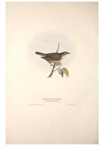 Reproducción/Reproduction 46052447304: The birds of Europe.. London,Printed by R. and J.E. Taylor, pub. by the author,1837.. 