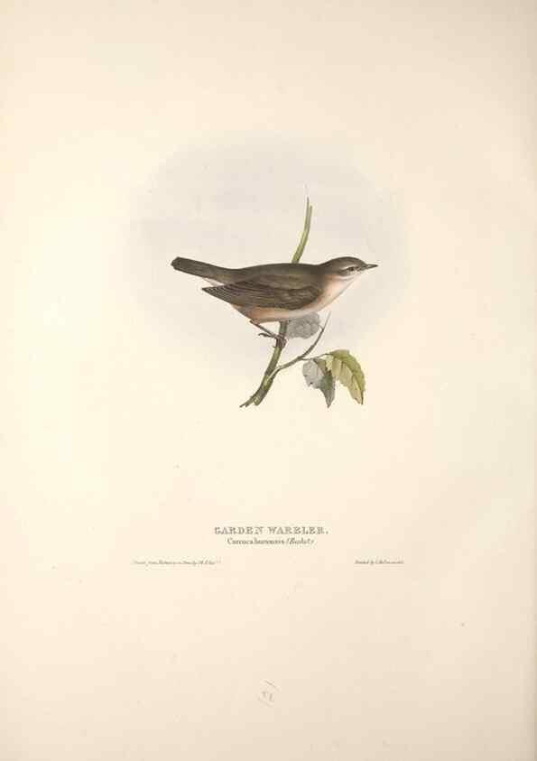 Reproducción/Reproduction 46052447304: The birds of Europe.. London,Printed by R. and J.E. Taylor, pub. by the author,1837.. 