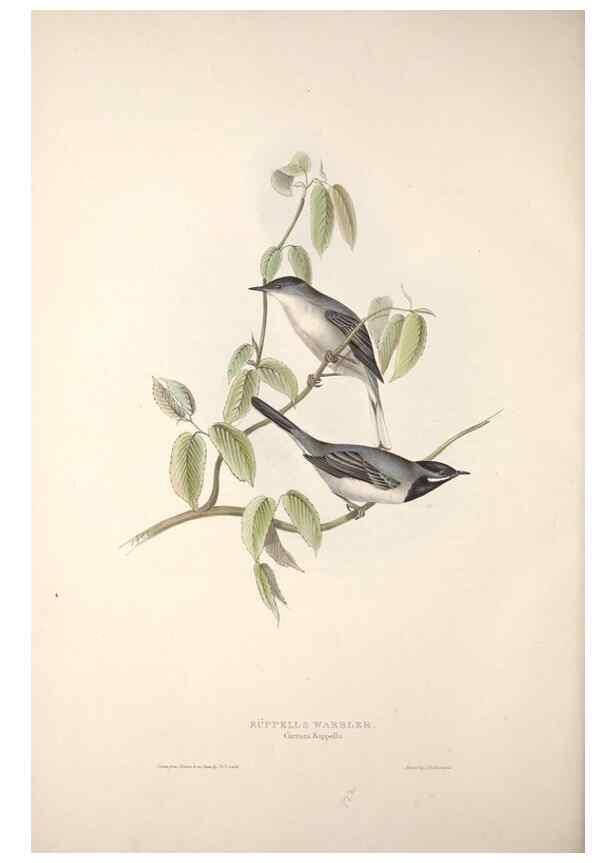 Reproducción/Reproduction 46724836972: The birds of Europe.. London,Printed by R. and J.E. Taylor, pub. by the author,1837.. 