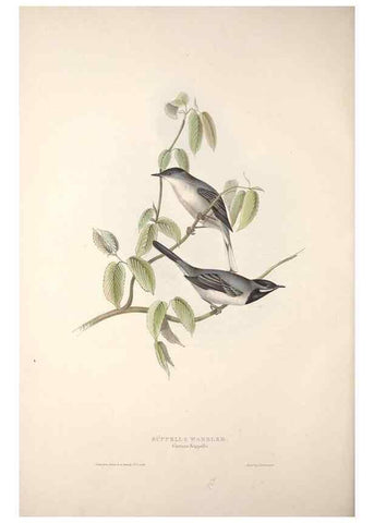 Reproducción/Reproduction 46724836972: The birds of Europe.. London,Printed by R. and J.E. Taylor, pub. by the author,1837.. 