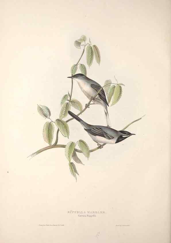Reproducción/Reproduction 46724836972: The birds of Europe.. London,Printed by R. and J.E. Taylor, pub. by the author,1837.. 