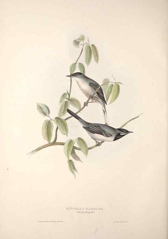 Reproducción/Reproduction 46724836972: The birds of Europe.. London,Printed by R. and J.E. Taylor, pub. by the author,1837.. 