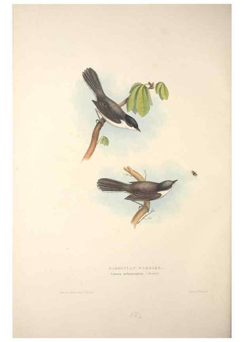 Reproducción/Reproduction 39812224463: The birds of Europe.. London,Printed by R. and J.E. Taylor, pub. by the author,1837.. 