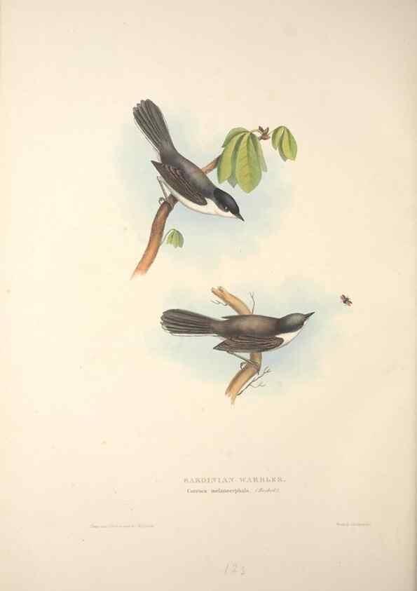 Reproducción/Reproduction 39812224463: The birds of Europe.. London,Printed by R. and J.E. Taylor, pub. by the author,1837.. 