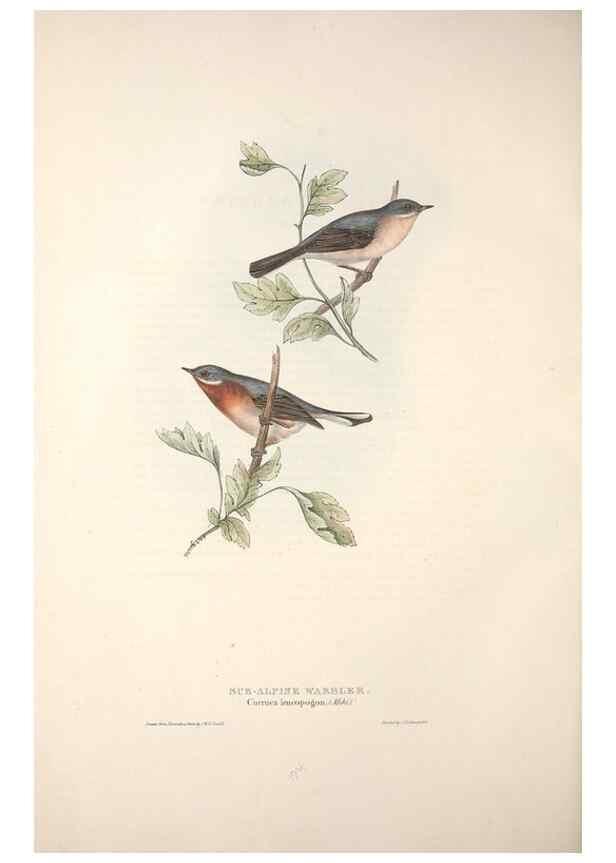 Reproducción/Reproduction 32901904958: The birds of Europe.. London,Printed by R. and J.E. Taylor, pub. by the author,1837.. 