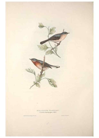 Reproducción/Reproduction 32901904958: The birds of Europe.. London,Printed by R. and J.E. Taylor, pub. by the author,1837.. 