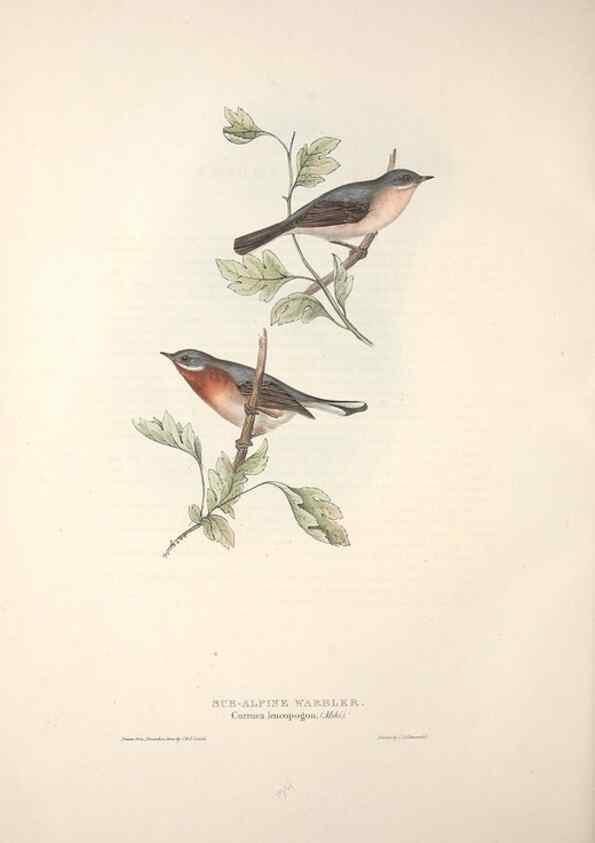 Reproducción/Reproduction 32901904958: The birds of Europe.. London,Printed by R. and J.E. Taylor, pub. by the author,1837.. 