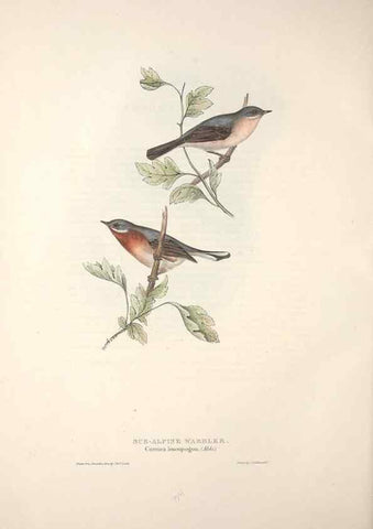 Reproducción/Reproduction 32901904958: The birds of Europe.. London,Printed by R. and J.E. Taylor, pub. by the author,1837.. 