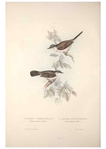 Reproducción/Reproduction 32901905728: The birds of Europe.. London,Printed by R. and J.E. Taylor, pub. by the author,1837.. 