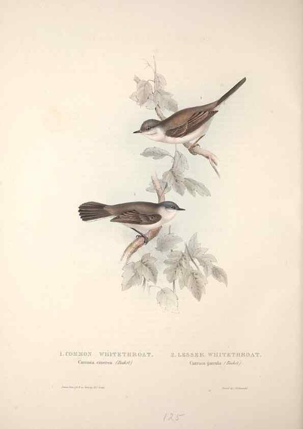 Reproducción/Reproduction 32901905728: The birds of Europe.. London,Printed by R. and J.E. Taylor, pub. by the author,1837.. 
