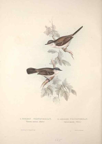Reproducción/Reproduction 32901905728: The birds of Europe.. London,Printed by R. and J.E. Taylor, pub. by the author,1837.. 