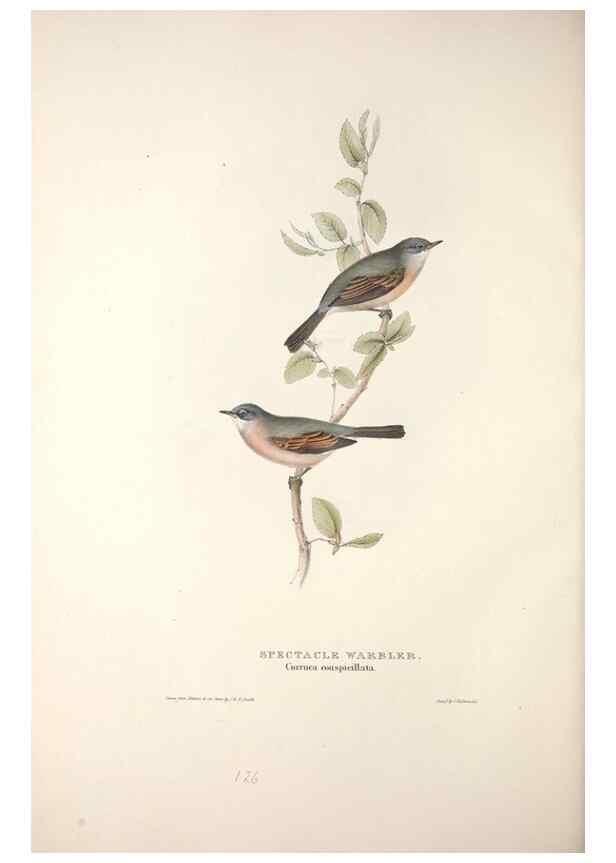 Reproducción/Reproduction 31835840337: The birds of Europe.. London,Printed by R. and J.E. Taylor, pub. by the author,1837.. 