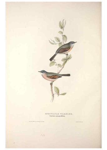 Reproducción/Reproduction 31835840337: The birds of Europe.. London,Printed by R. and J.E. Taylor, pub. by the author,1837.. 