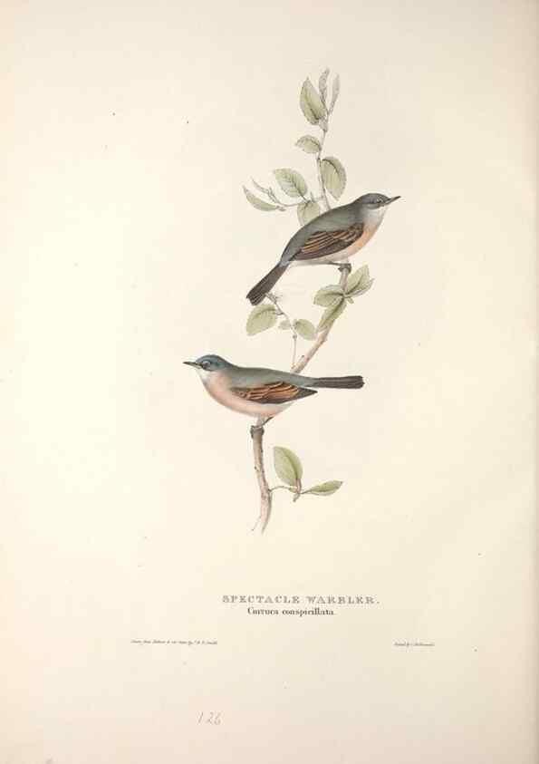 Reproducción/Reproduction 31835840337: The birds of Europe.. London,Printed by R. and J.E. Taylor, pub. by the author,1837.. 