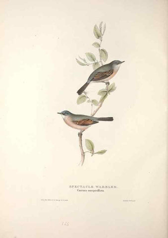 Reproducción/Reproduction 31835840337: The birds of Europe.. London,Printed by R. and J.E. Taylor, pub. by the author,1837.. 