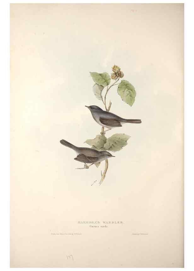 Reproducción/Reproduction 46724840442: The birds of Europe.. London,Printed by R. and J.E. Taylor, pub. by the author,1837.. 
