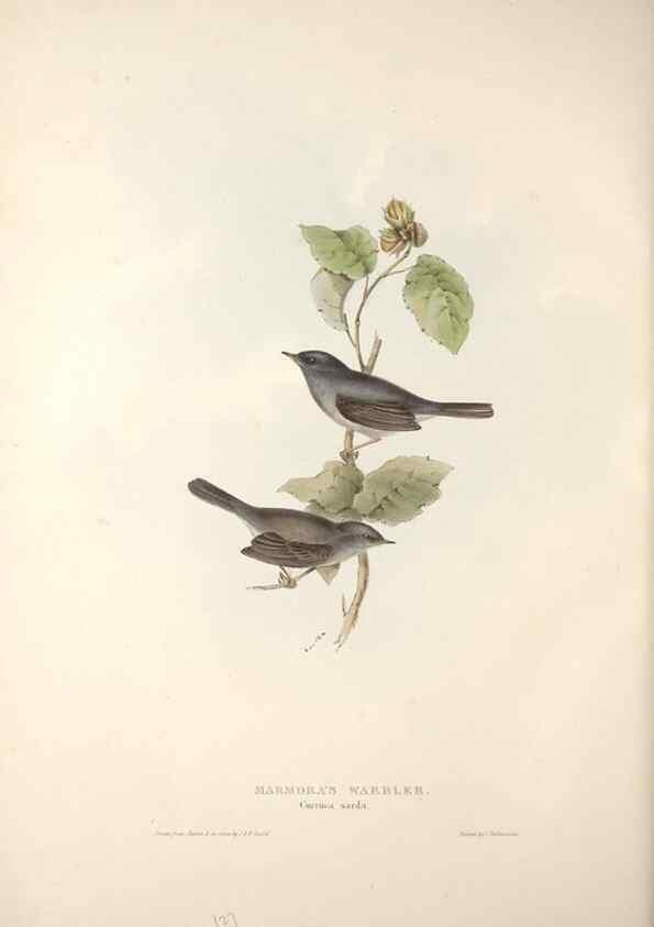 Reproducción/Reproduction 46724840442: The birds of Europe.. London,Printed by R. and J.E. Taylor, pub. by the author,1837.. 