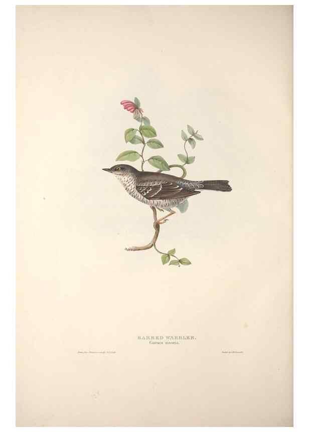 Reproducción/Reproduction 46777624921: The birds of Europe.. London,Printed by R. and J.E. Taylor, pub. by the author,1837.. 