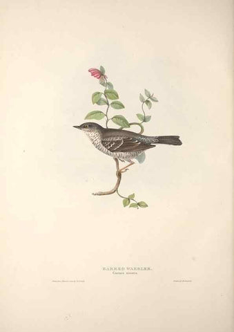 Reproducción/Reproduction 46777624921: The birds of Europe.. London,Printed by R. and J.E. Taylor, pub. by the author,1837.. 