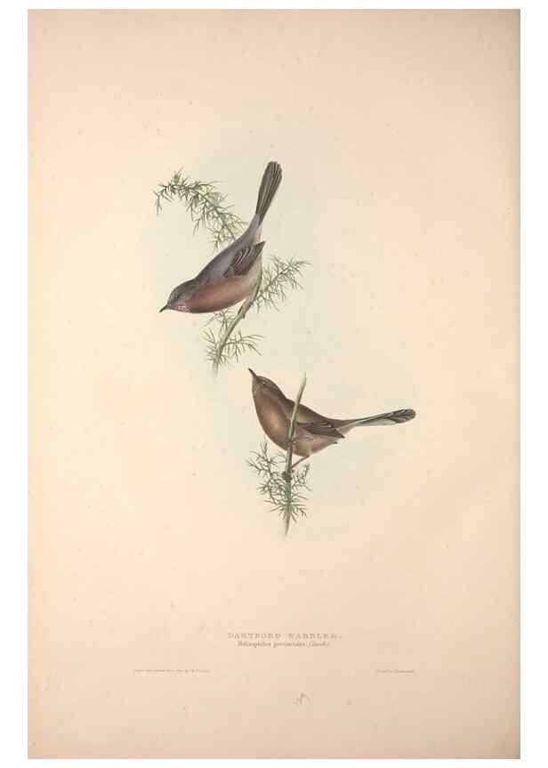 Reproducción/Reproduction 46052456634: The birds of Europe.. London,Printed by R. and J.E. Taylor, pub. by the author,1837.. 