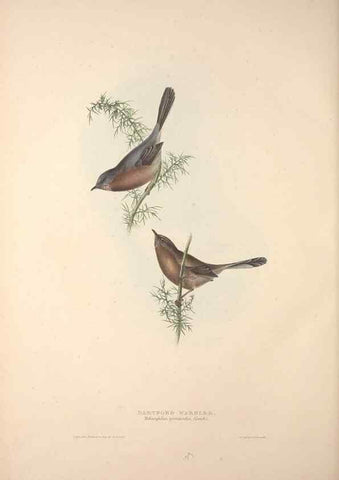 Reproducción/Reproduction 46052456634: The birds of Europe.. London,Printed by R. and J.E. Taylor, pub. by the author,1837.. 