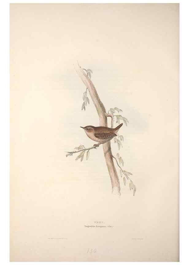 Reproducción/Reproduction 31835843657: The birds of Europe.. London,Printed by R. and J.E. Taylor, pub. by the author,1837.. 