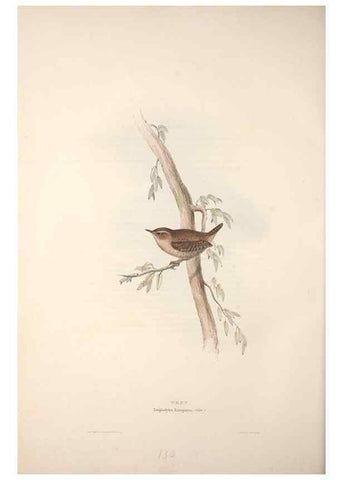 Reproducción/Reproduction 31835843657: The birds of Europe.. London,Printed by R. and J.E. Taylor, pub. by the author,1837.. 