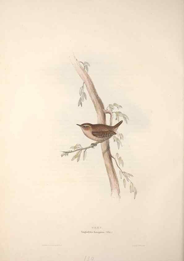 Reproducción/Reproduction 31835843657: The birds of Europe.. London,Printed by R. and J.E. Taylor, pub. by the author,1837.. 