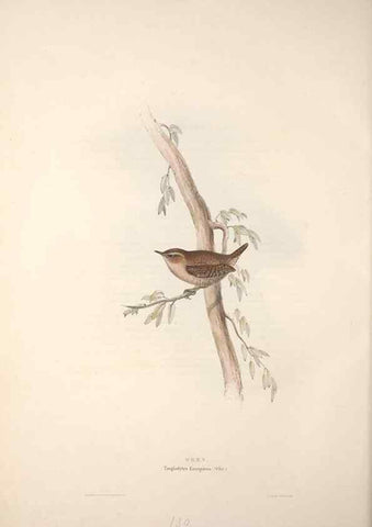 Reproducción/Reproduction 31835843657: The birds of Europe.. London,Printed by R. and J.E. Taylor, pub. by the author,1837.. 