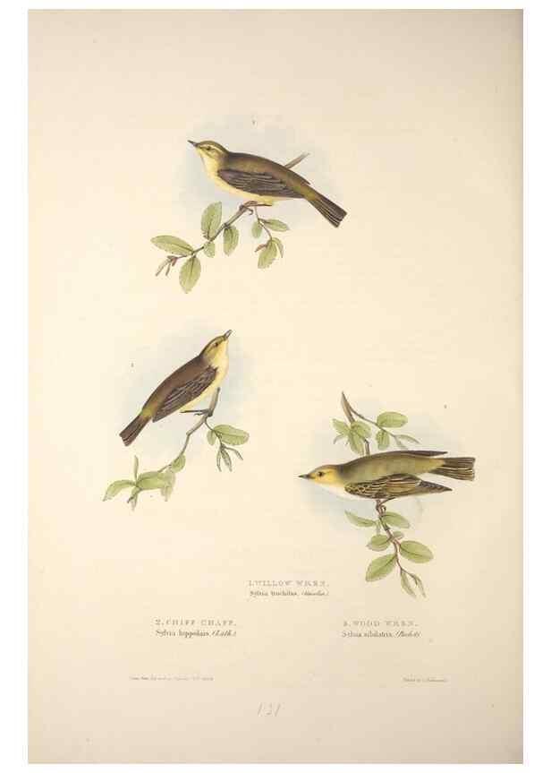 Reproducción/Reproduction 45862512185: The birds of Europe.. London,Printed by R. and J.E. Taylor, pub. by the author,1837.. 