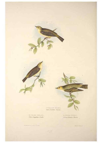 Reproducción/Reproduction 45862512185: The birds of Europe.. London,Printed by R. and J.E. Taylor, pub. by the author,1837.. 