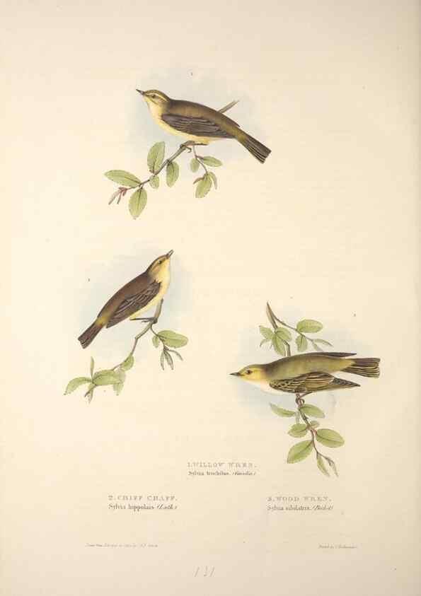 Reproducción/Reproduction 45862512185: The birds of Europe.. London,Printed by R. and J.E. Taylor, pub. by the author,1837.. 