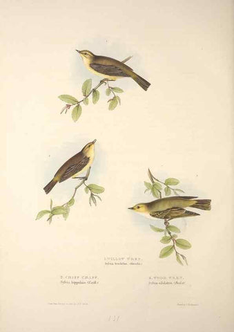 Reproducción/Reproduction 45862512185: The birds of Europe.. London,Printed by R. and J.E. Taylor, pub. by the author,1837.. 