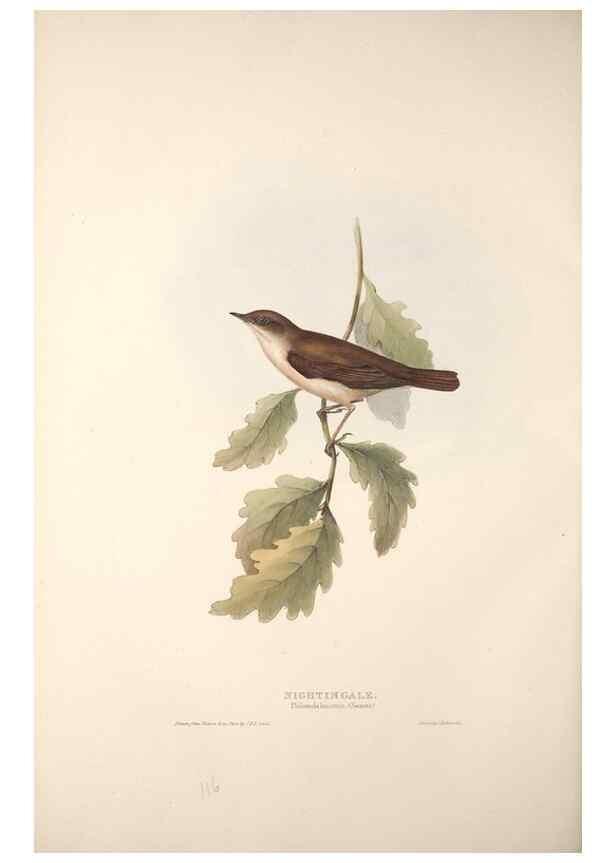 Reproducción/Reproduction 46052439224: The birds of Europe.. London,Printed by R. and J.E. Taylor, pub. by the author,1837.. 