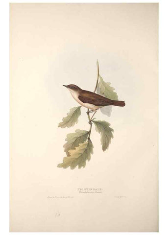 Reproducción/Reproduction 46052439224: The birds of Europe.. London,Printed by R. and J.E. Taylor, pub. by the author,1837.. 