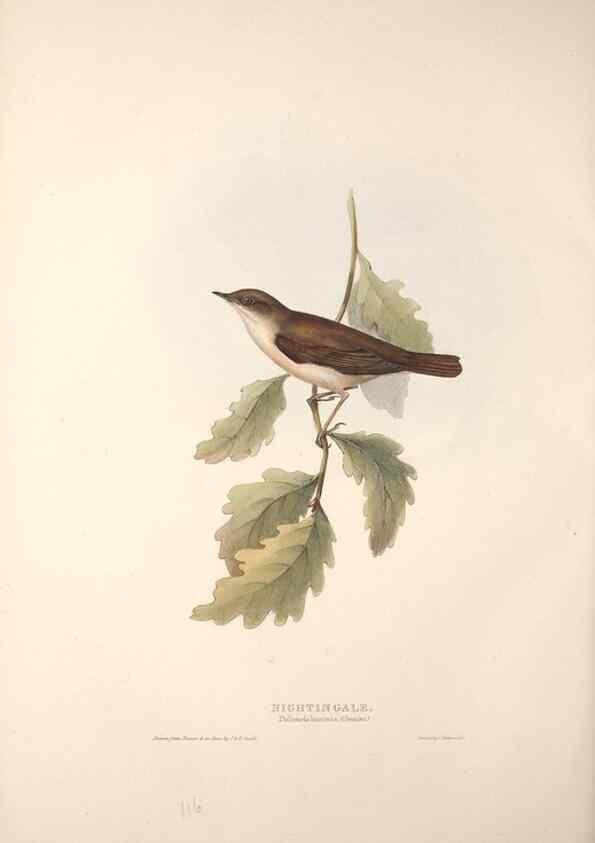 Reproducción/Reproduction 46052439224: The birds of Europe.. London,Printed by R. and J.E. Taylor, pub. by the author,1837.. 