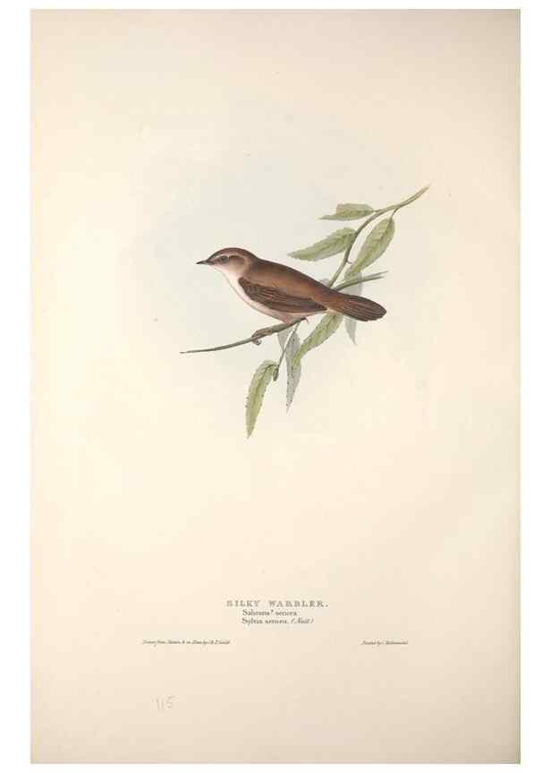 Reproducción/Reproduction 46052438314: The birds of Europe.. London,Printed by R. and J.E. Taylor, pub. by the author,1837.. 
