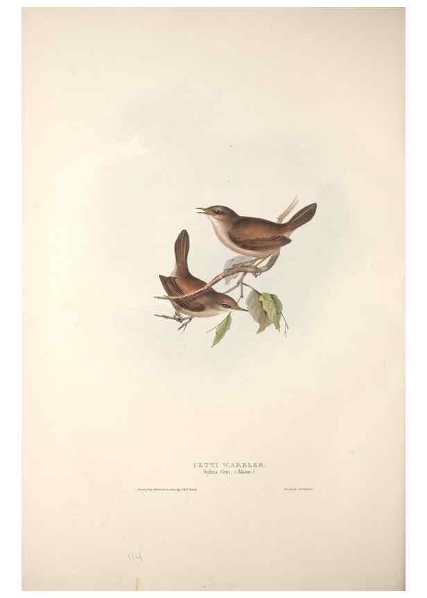 Reproducción/Reproduction 31835825957: The birds of Europe.. London,Printed by R. and J.E. Taylor, pub. by the author,1837.. 