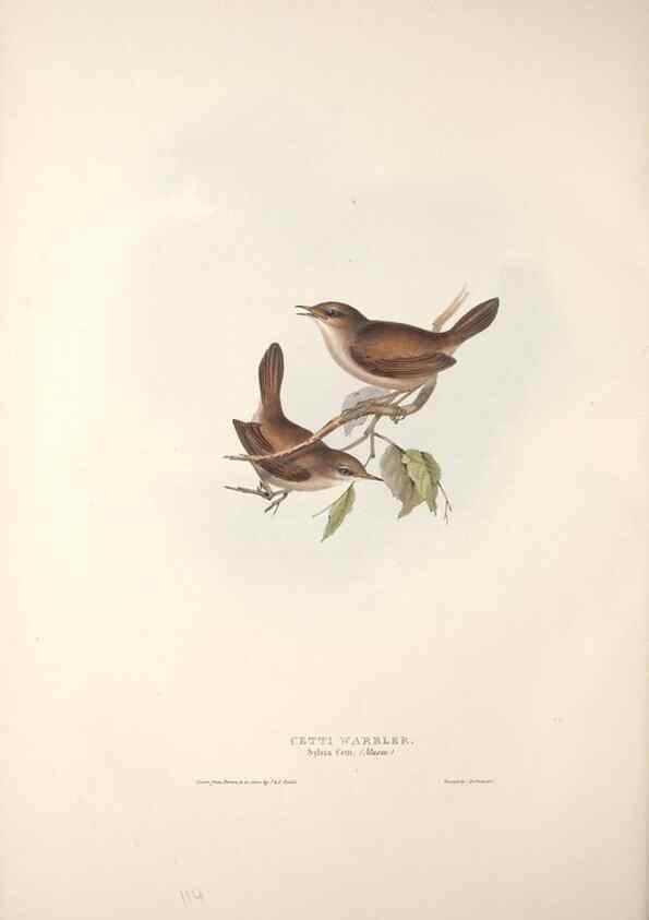 Reproducción/Reproduction 31835825957: The birds of Europe.. London,Printed by R. and J.E. Taylor, pub. by the author,1837.. 