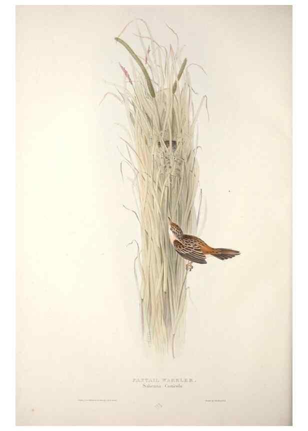 Reproducción/Reproduction 32901891368: The birds of Europe.. London,Printed by R. and J.E. Taylor, pub. by the author,1837.. 