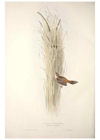Reproducción/Reproduction 32901891368: The birds of Europe.. London,Printed by R. and J.E. Taylor, pub. by the author,1837.. 